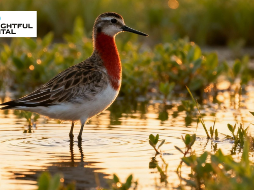 Rare Sighting in Tamil Nadu - Red-Necked Phalarope Turns Up