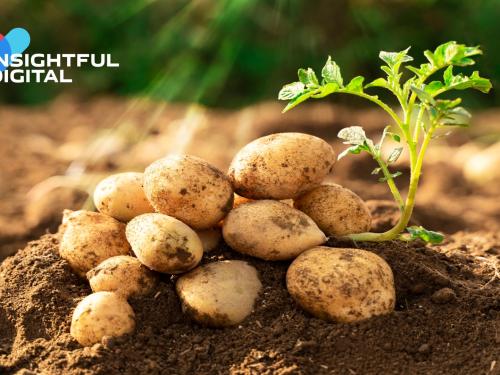 India to Launch Iron-Rich Bio-Fortified Potatoes