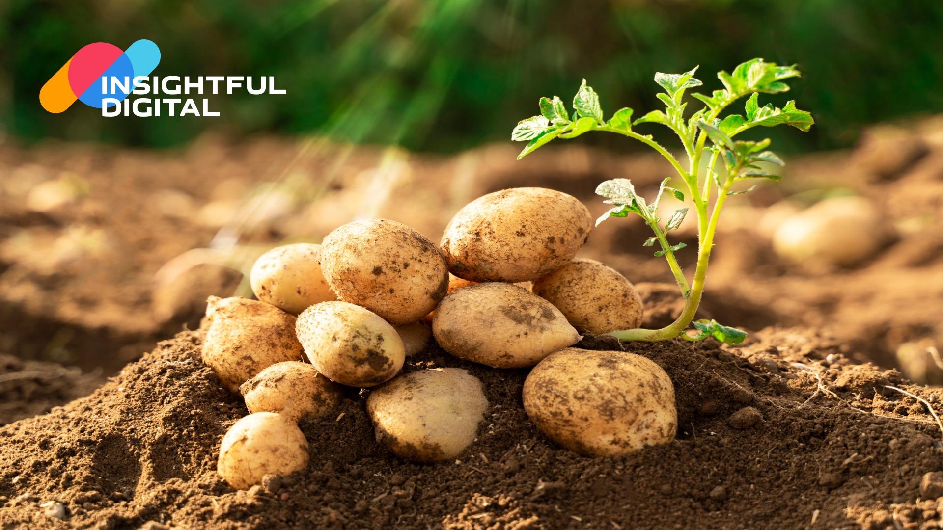 India to Launch Iron-Rich Bio-Fortified Potatoes