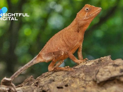 New Species of Kangaroo Lizard Discovered in the Western Ghats