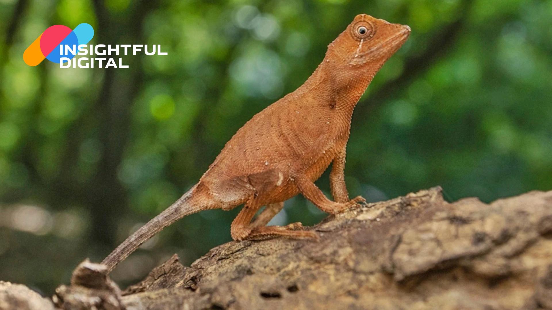 New Species of Kangaroo Lizard Discovered in the Western Ghats